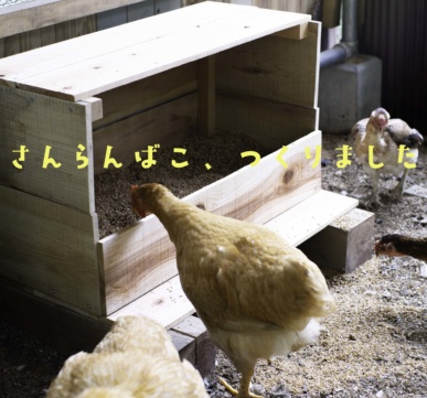 【プレテスト養鶏#15】新鮮な卵を毎日食べたい！初めての産卵箱DIY！